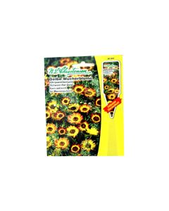 Chrysanthemum "Schwarz Rot of Gold" seeds
