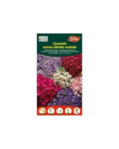 EG Cineraria Hybrid Seeds
