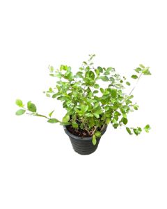 Clerodendrum Inerme