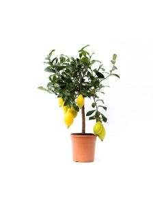 Citrofortunella Yellow lemon
