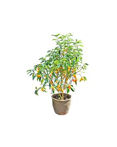 Citrus Kumquat - Outdoor Fruit Bearing Plant