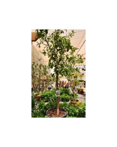 Citrus Santra (Deckpon)