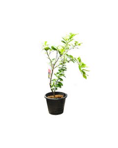 Citrus Variegated