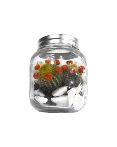 Assorted Plant arrangements