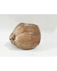HX Coconut Retro Natural