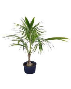 Coconut Palm(Cocos Nucifera)