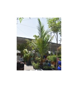 Cocos Nucifera - Coconut Tree