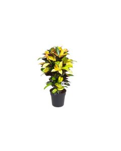 Codiaeum Variegatum Iceton - Croton