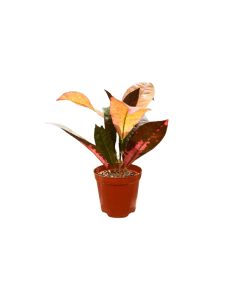 Codiaeum Petra