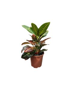 Codiaeum Petra