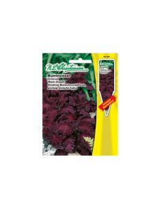 Coleus "Black Dragon" seeds