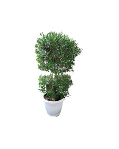 Conocarpus Lancifolius
