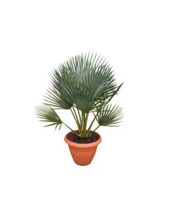 Copernicia prunifera