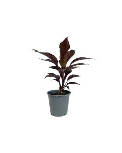 Cordyline Mixed