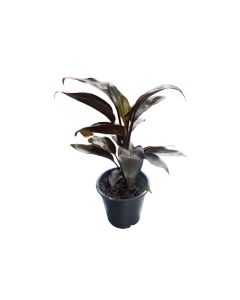 Cordyline - Mix