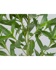 Conocarpus Saudia - Outdoor Tree
