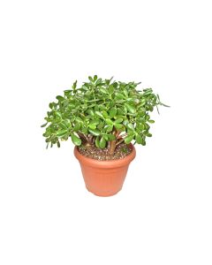Crassula Ovata