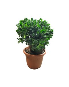 Crassula ovata, size (70 - 80cm)