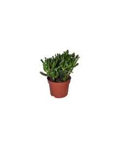 Crassula Mix