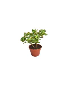 Crassula