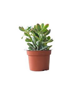 Crassula Ovata in Pot - Money Maker Plant