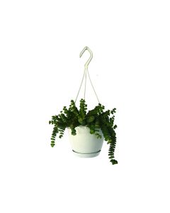 Crassula Marnieriana