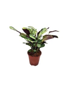 Ctenanthe Amabilis