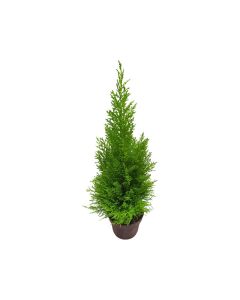 Cupressus Goldcrest size 60cm