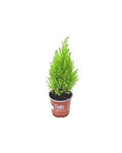 Cupressus Goldcrest