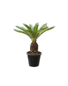 Cycas revoluta