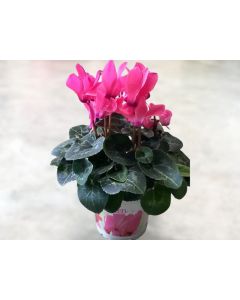 Cyclamen persicum super serie - PINK