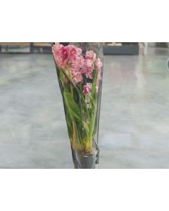 Cymbidium Mix