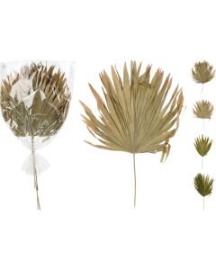 KI Lady Palm Leaves