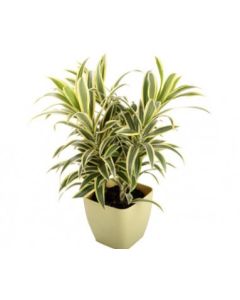 Dracaena song of india