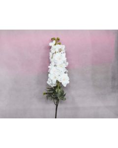 Delphinium Single White