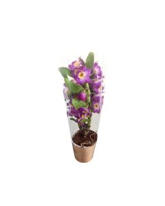 Dendrobium Orchid Mix - House Flowering Plant