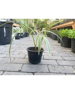 Dianella Tasmanica