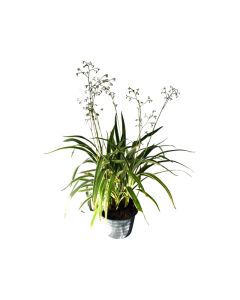 Dianella Tasmanica