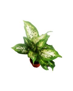 Dieffenbachia Mix - Short