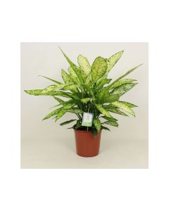 Dieffenbachia vesuvius