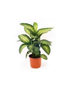 Dieffenbachia Maroba