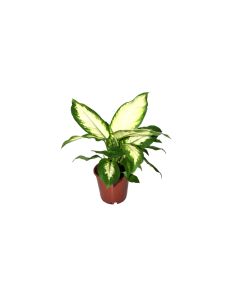 Dieffenbachia Camilla