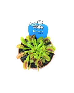 Dionaea Venus Fly Trap - Plant