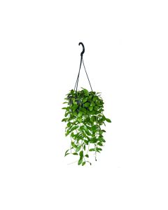 Dischidia Ruscifolia - Indoor Hanging Plant
