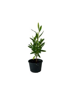 Dodonea Viscosa