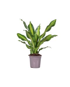 Dragon Plant Small - Dracaena Fragrans Burley (Dragon Lilies)