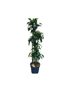 Dracaena fragrans Dorado, Size(140cm)approx.