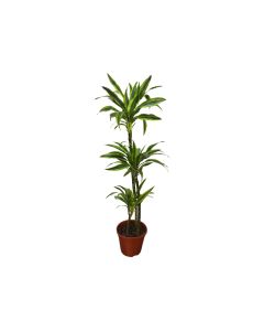 Dracaena Lemon Lime