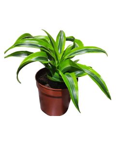Dracaena Lemon Lime Mini