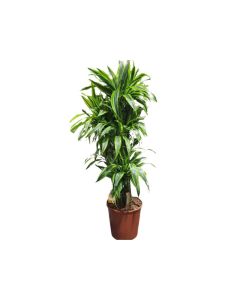 Dracaena lemon lime